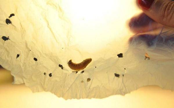 100年才能分解的塑料袋，被毛虫1小时就干掉了