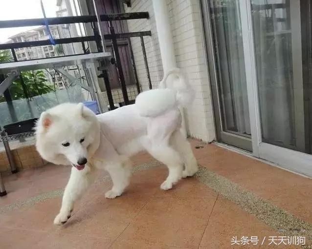 狗狗胎毛剃光多久能长出来,狗狗胎毛剃光造型