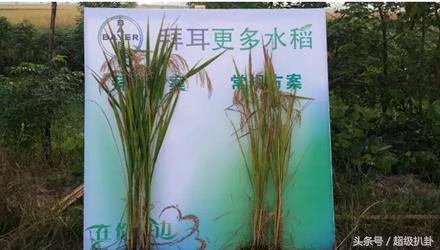 德国拜耳集团,德国拜耳药物