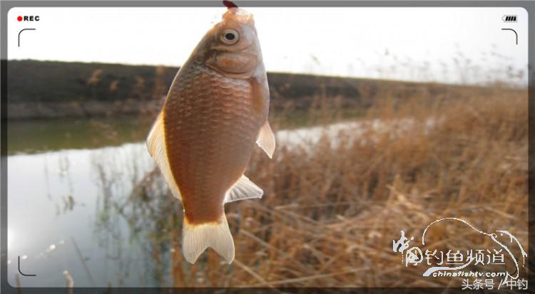 放流才有路亚的乐趣,放流能让资源更丰富