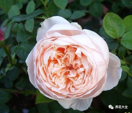 最美的十款月季品种推荐 (十种绝美的月季)