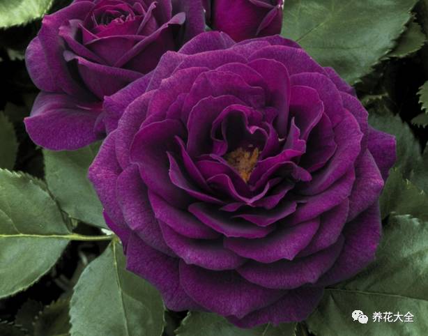 最美的十款月季品种推荐 (十种绝美的月季)