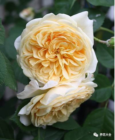 最美的十款月季品种推荐 (十种绝美的月季)