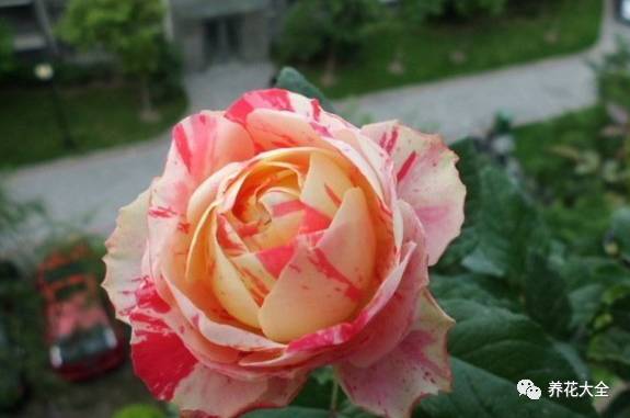 最美的十款月季品种推荐 (十种绝美的月季)