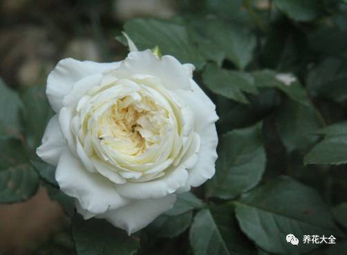 最美的十款月季品种推荐 (十种绝美的月季)