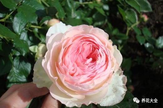 最美的十款月季品种推荐 (十种绝美的月季)