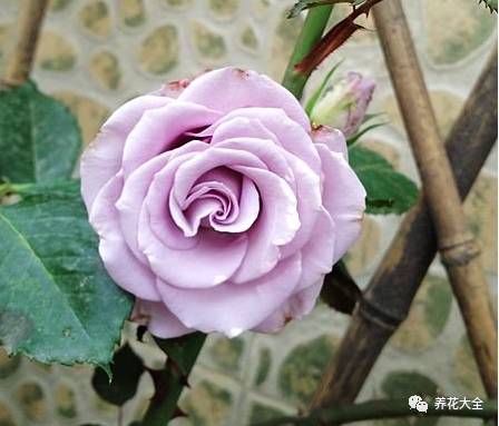 最美的十款月季品种推荐 (十种绝美的月季)