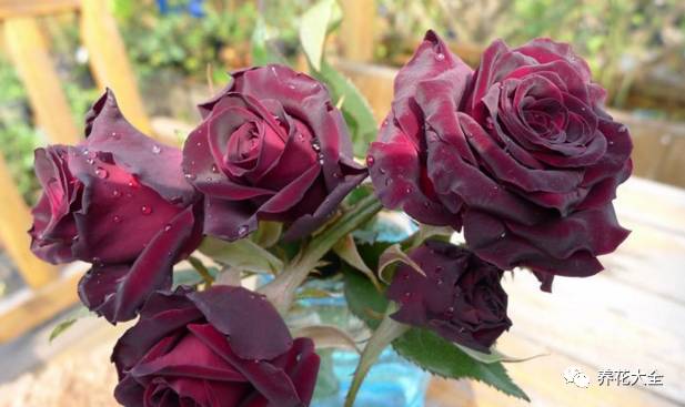 最美的十款月季品种推荐 (十种绝美的月季)