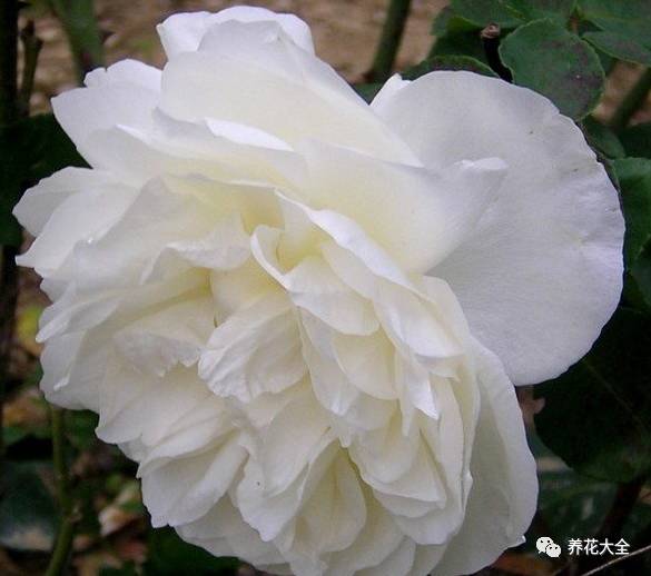 最美的十款月季品种推荐 (十种绝美的月季)