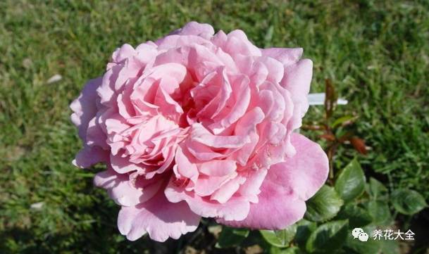 最美的十款月季品种推荐 (十种绝美的月季)