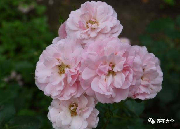 最美的十款月季品种推荐 (十种绝美的月季)