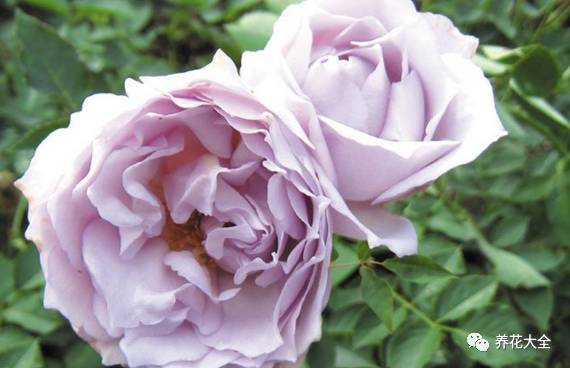 最美的十款月季品种推荐 (十种绝美的月季)