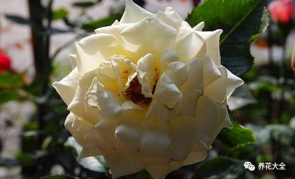 最美的十款月季品种推荐 (十种绝美的月季)