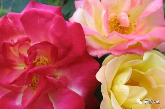 最美的十款月季品种推荐 (十种绝美的月季)