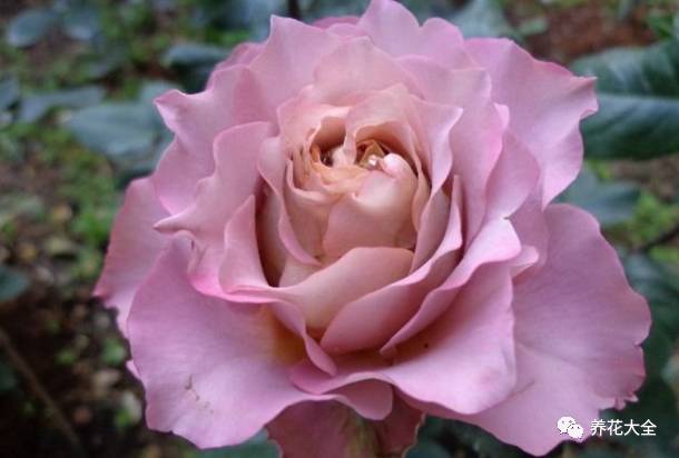 最美的十款月季品种推荐 (十种绝美的月季)