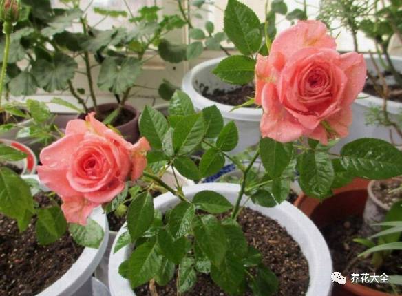 最美的十款月季品种推荐 (十种绝美的月季)