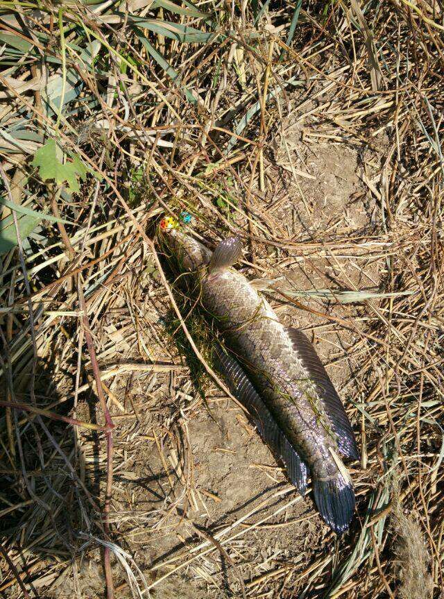 户外钓获最大鲫鱼,野钓擒获一尾九斤大鲫鱼