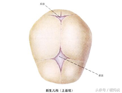 宝宝囟门较软,宝宝囟门需要怎么呵护