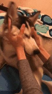 简单粗暴撸狗,撸狗的正确撸法