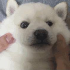 简单粗暴撸狗,撸狗的正确撸法