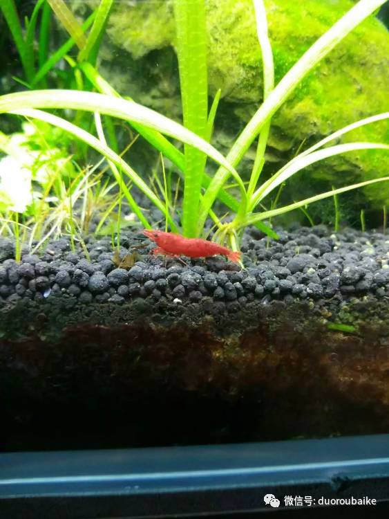 入多肉坑那些年踩过的误区,自从入了多肉坑