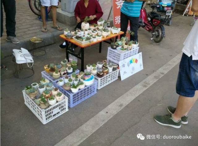 入多肉坑那些年踩过的误区,自从入了多肉坑