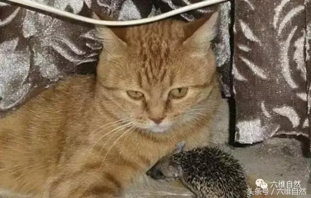 黄猫爱心爆棚,竟将小刺猬和小猫一起供养
