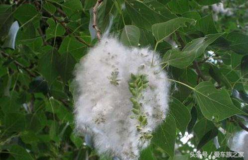 又到了“大雪纷飞”的季节，今天教你们如何自制防杨棉中网