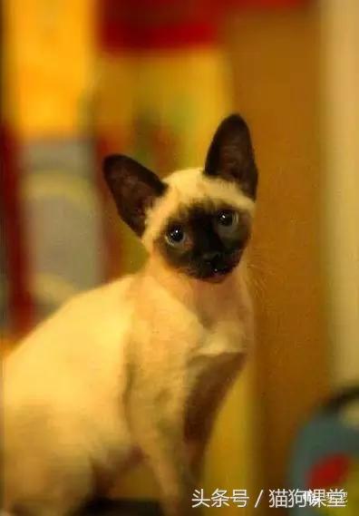 世界名猫排名前十名,世界十大名猫排行榜