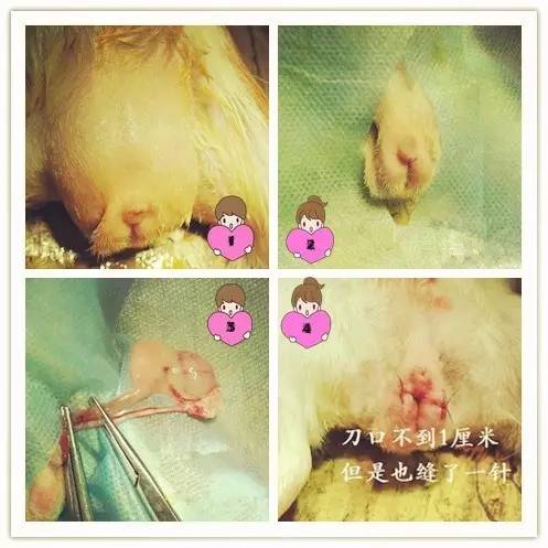 母荷兰猪可以做绝育手术吗,两只不同的荷兰猪可以绝育吗