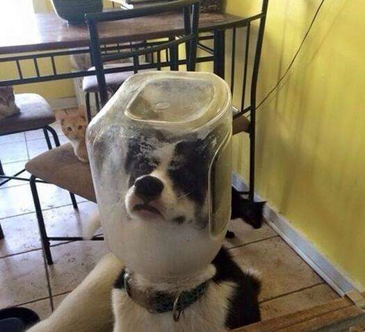 哈士奇两只犯二,哈士奇都住着犯二的灵魂