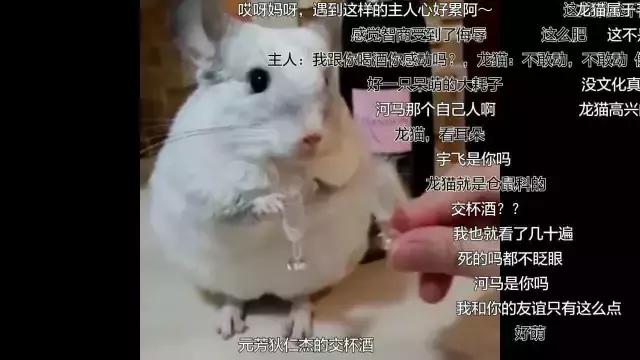 搞人的直播已经腻了,有家直播网站搞起了动物直播