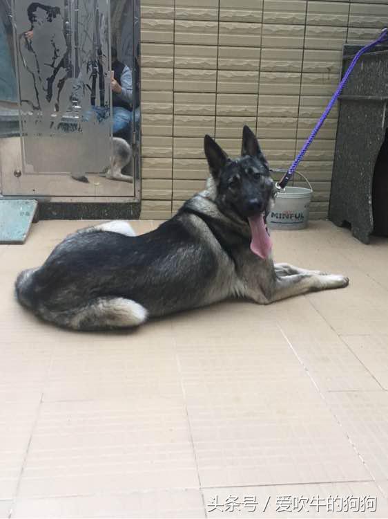 狼青跟德牧哪个好驯养一些,狼青和德牧配出来的幼犬什么样