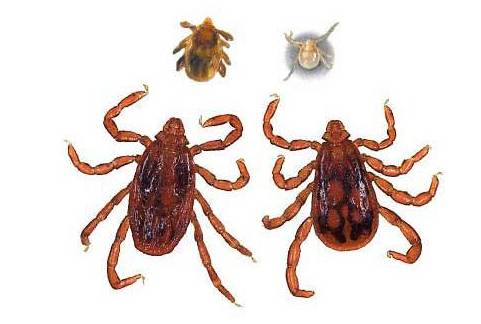 蚊子皮肤细菌感染溃烂,蚊虫叮咬可以拍吗