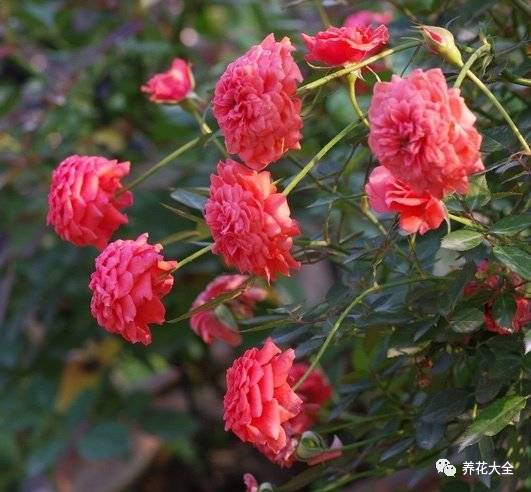 最美的十款月季品种推荐 (十种绝美的月季)