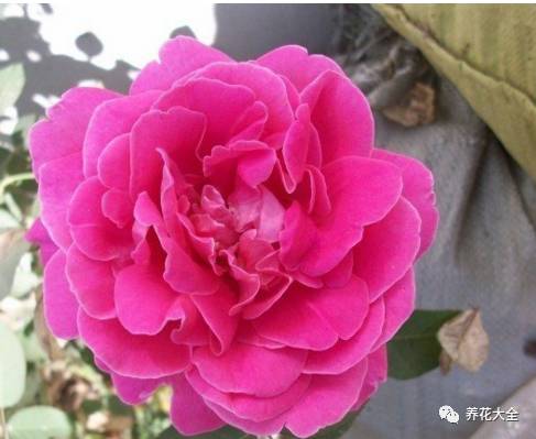 最美的十款月季品种推荐 (十种绝美的月季)