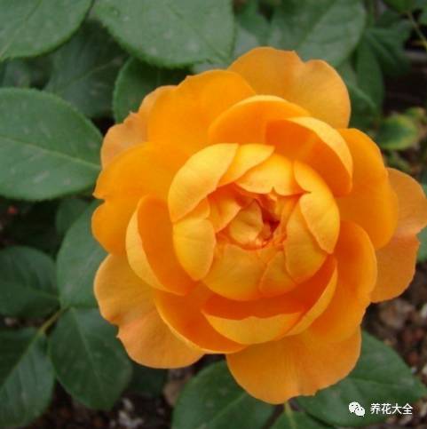 最美的十款月季品种推荐 (十种绝美的月季)