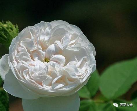 最美的十款月季品种推荐 (十种绝美的月季)