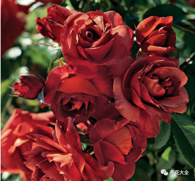 最美的十款月季品种推荐 (十种绝美的月季)