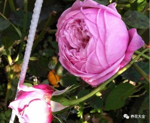 最美的十款月季品种推荐 (十种绝美的月季)