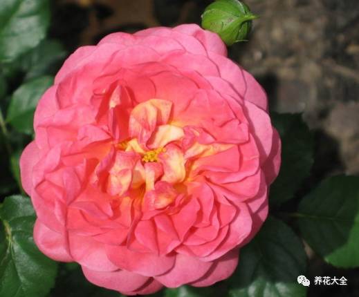 最美的十款月季品种推荐 (十种绝美的月季)