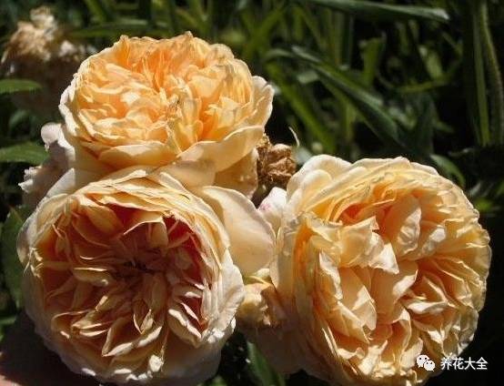 最美的十款月季品种推荐 (十种绝美的月季)