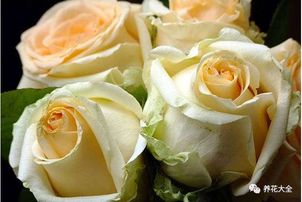 最美的十款月季品种推荐 (十种绝美的月季)