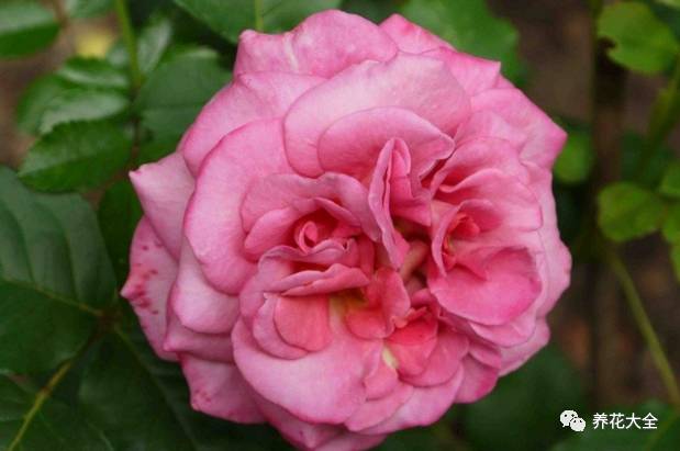 最美的十款月季品种推荐 (十种绝美的月季)