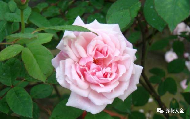 最美的十款月季品种推荐 (十种绝美的月季)