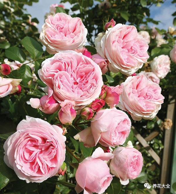 最美的十款月季品种推荐 (十种绝美的月季)