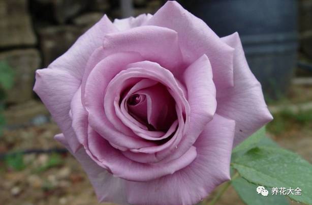 最美的十款月季品种推荐 (十种绝美的月季)