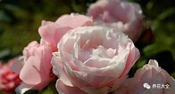 最美的十款月季品种推荐 (十种绝美的月季)