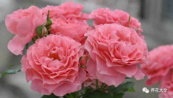 最美的十款月季品种推荐 (十种绝美的月季)