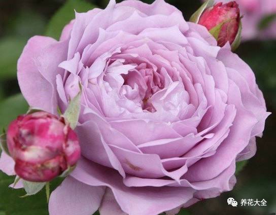 最美的十款月季品种推荐 (十种绝美的月季)